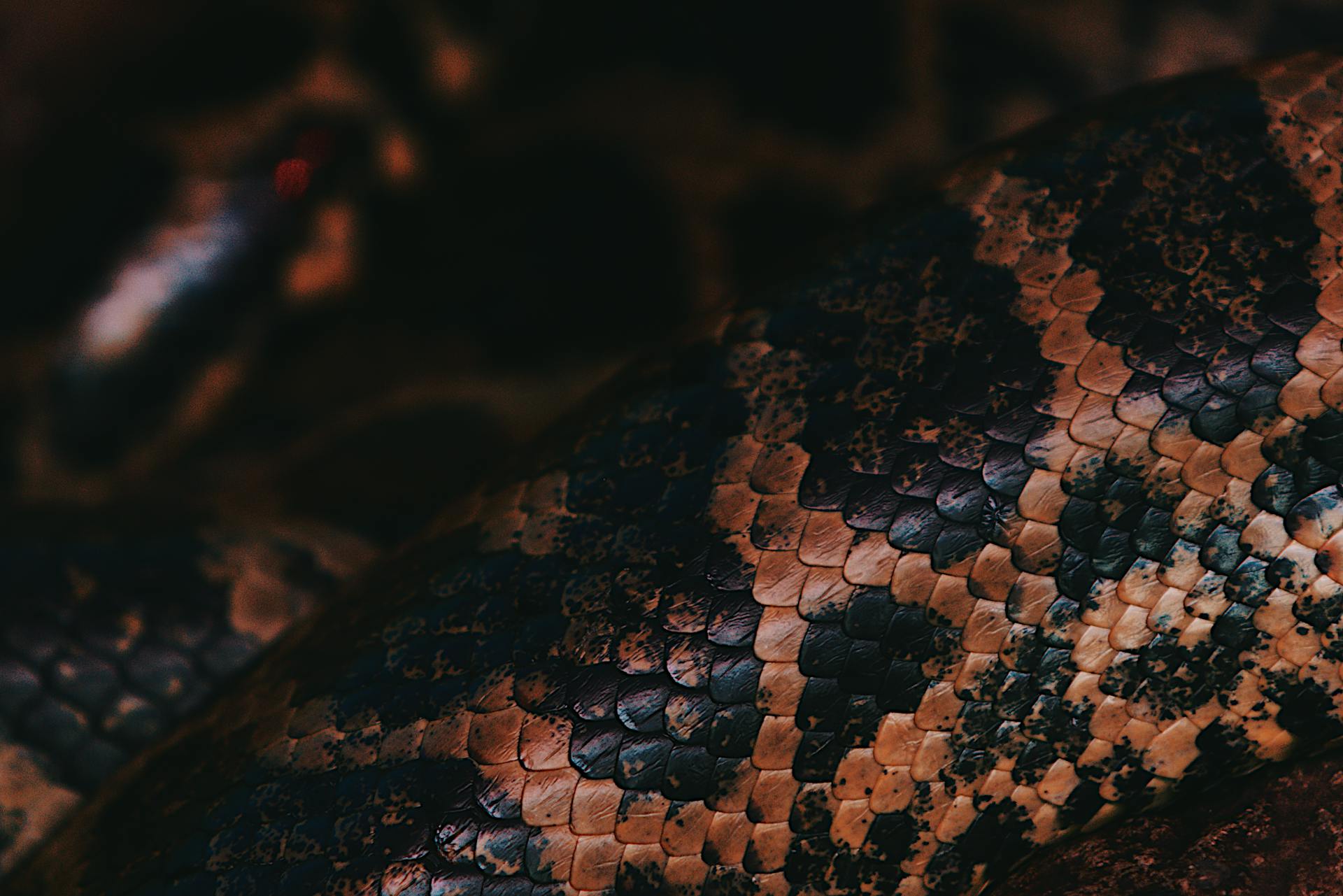 Wel slang, geen slang: nieuwe vibe coding module